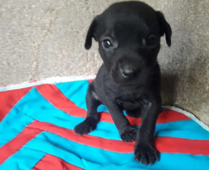 Cachorro ra a Hotweiller  idade Abaixo de 2 meses nome Filhote