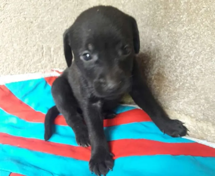 Cachorro ra a Hotweiller  idade Abaixo de 2 meses nome Filhote