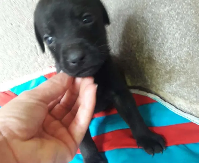 Cachorro ra a Hotweiller  idade Abaixo de 2 meses nome Filhote