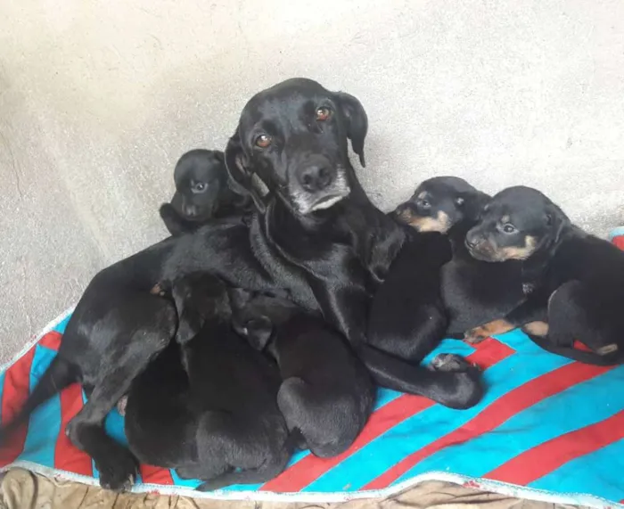 Cachorro ra a Hotweiller  idade Abaixo de 2 meses nome Filhote