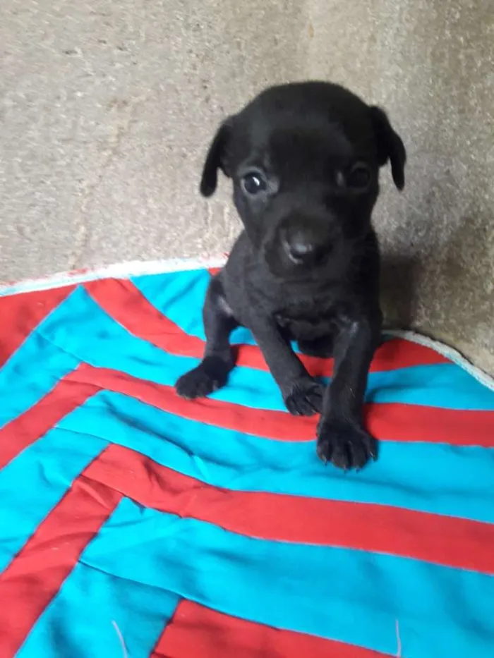 Cachorro ra a Hotweiller  idade Abaixo de 2 meses nome Filhote