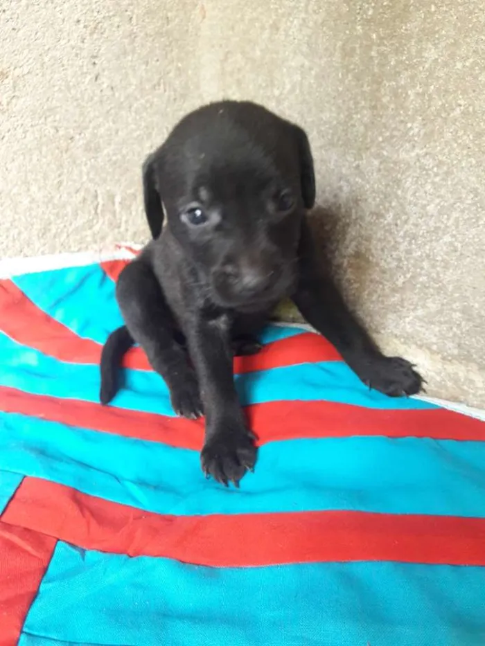 Cachorro ra a Hotweiller  idade Abaixo de 2 meses nome Filhote