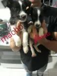 Totós