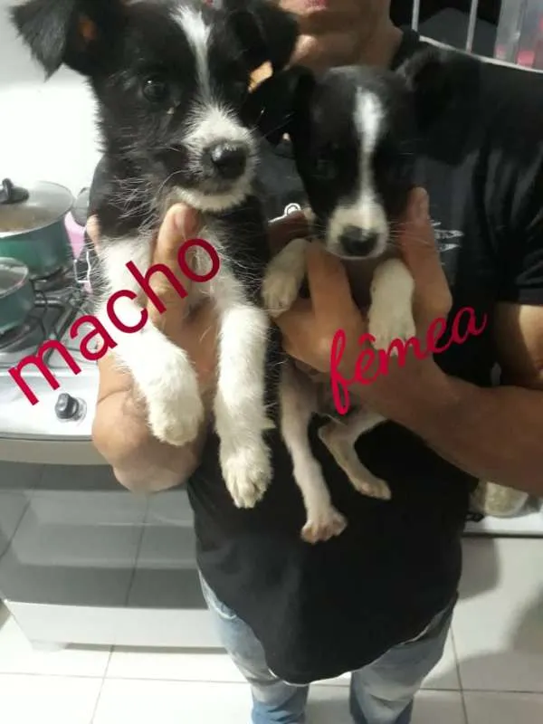 Cachorro raça SRD idade 2 a 6 meses nome Totós