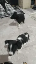 Totós