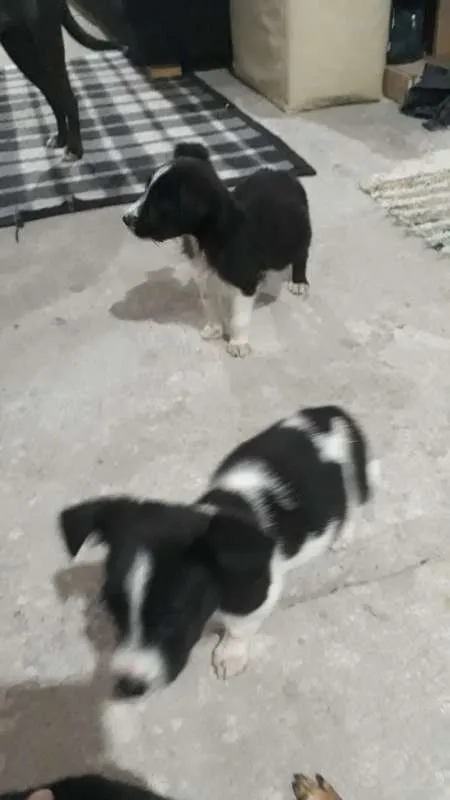 Cachorro raça SRD idade 2 a 6 meses nome Totós