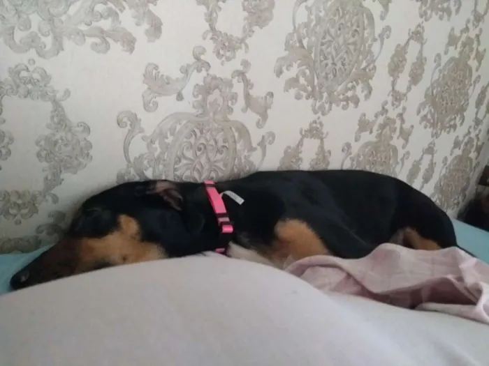 Cachorro ra a Vira-lata idade 7 a 11 meses nome Estrela