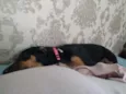 Estrela