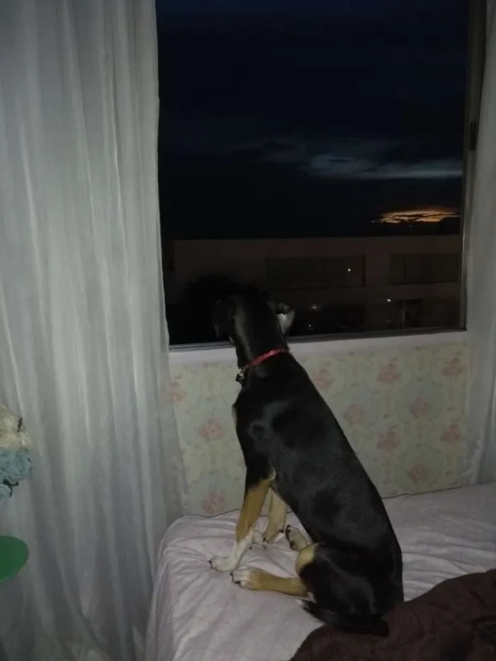 Cachorro ra a Vira-lata idade 7 a 11 meses nome Estrela