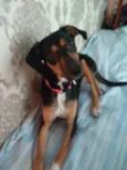 Estrela