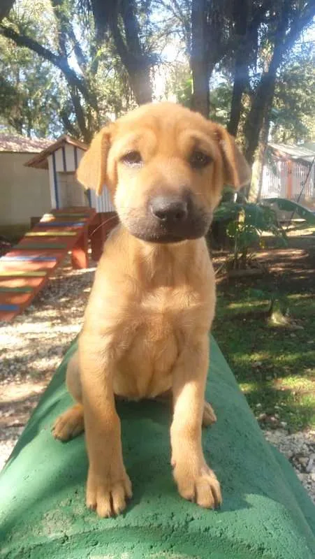 Cachorro ra a srd idade 2 a 6 meses nome Ceci
