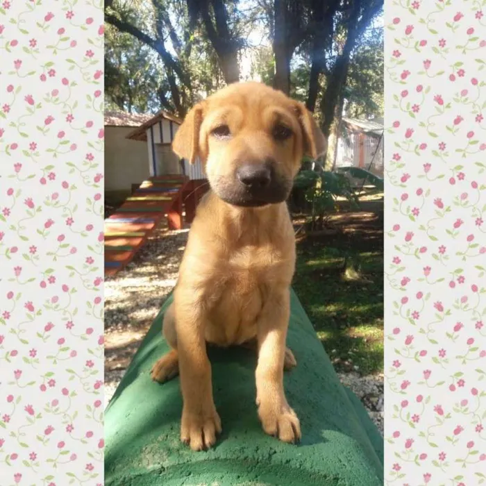 Cachorro ra a srd idade 2 a 6 meses nome Ceci