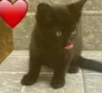 Pretinha