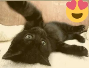Gato raça srd idade Abaixo de 2 meses nome Pretinha