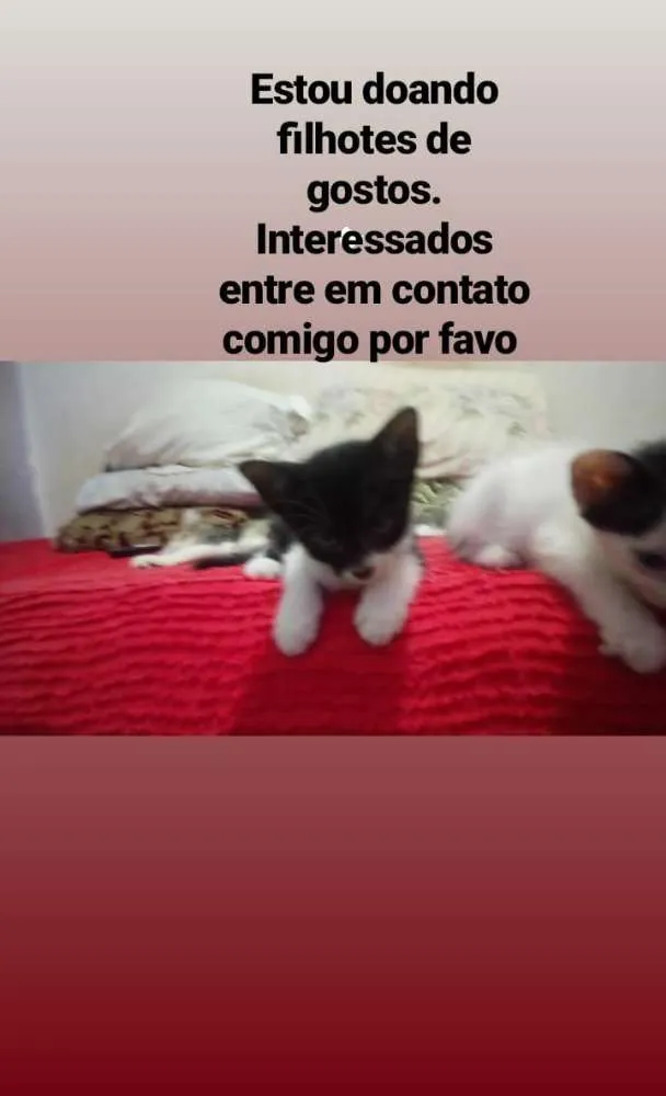 Gato raça Vira lata  idade Abaixo de 2 meses nome Sem nome 