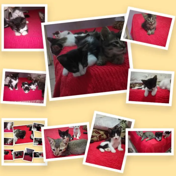 Gato raça Vira lata  idade Abaixo de 2 meses nome Sem nome 