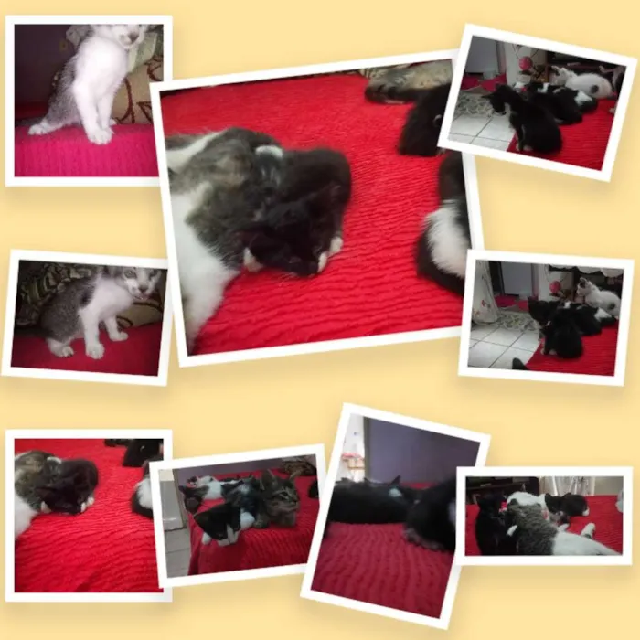 Gato raça Vira lata  idade Abaixo de 2 meses nome Sem nome 
