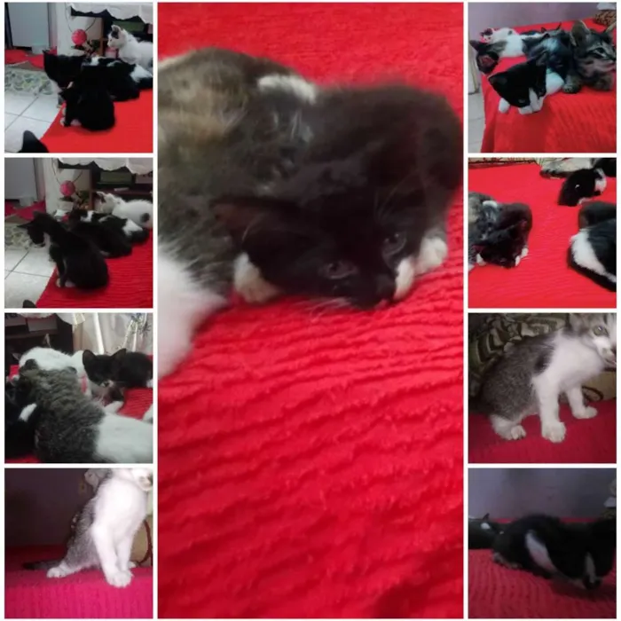 Gato raça Vira lata  idade Abaixo de 2 meses nome Sem nome 