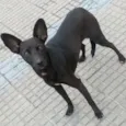 Marron e Neguinha 