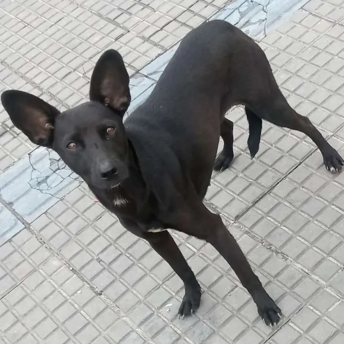 Cachorro ra a srd idade 7 a 11 meses nome Marron e Neguinha 