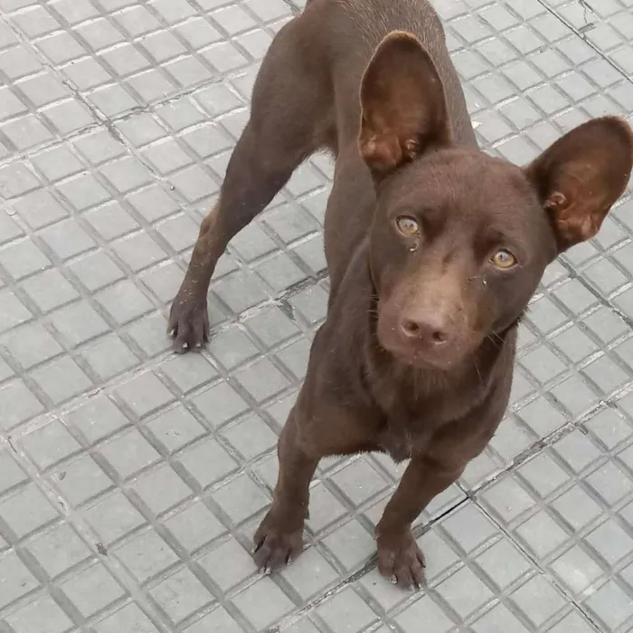 Cachorro ra a srd idade 7 a 11 meses nome Marron e Neguinha 