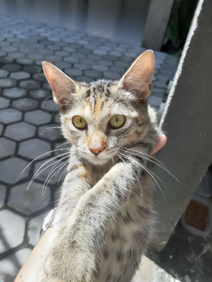 Gato ra a Sem raça  idade 2 a 6 meses nome Sem nome