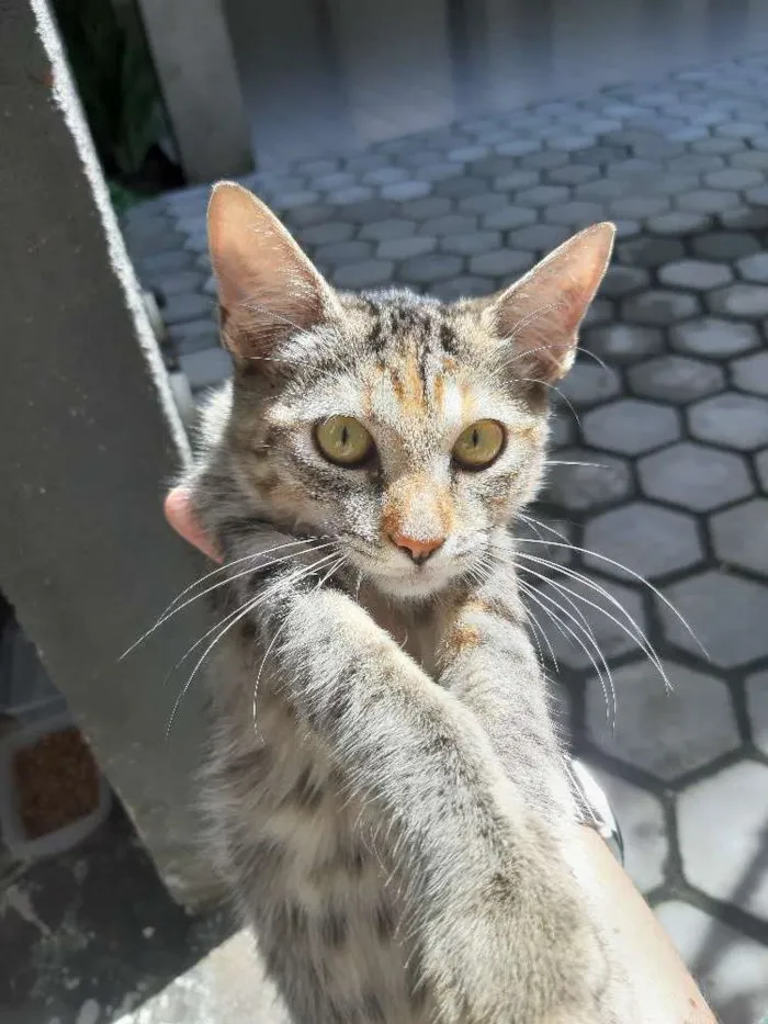 Gato ra a Sem raça  idade 2 a 6 meses nome Sem nome