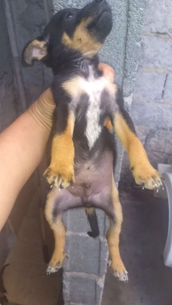 Cachorro ra a Vira latas idade Abaixo de 2 meses nome Bebês