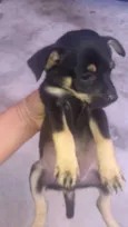 Bebês
