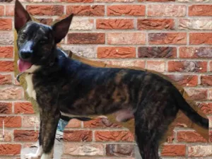 Cachorro raça Indefinido idade 2 anos nome Batoré