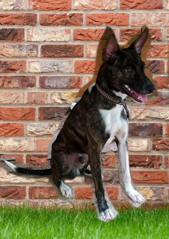 Cachorro raça Indefinido  idade 2 anos nome Comilão