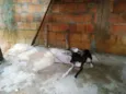 Comilão