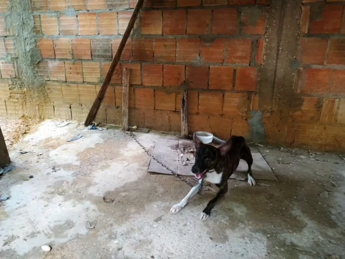 Cachorro raça Indefinido  idade 2 anos nome Comilão