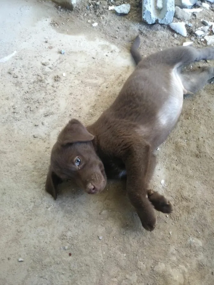 Cachorro ra a Sem raça definida  idade 2 a 6 meses nome Valente 