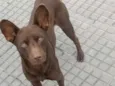 Marron e Neguinha 