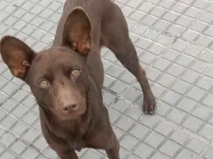 Cachorro raça srd idade 7 a 11 meses nome Marron e Neguinha 