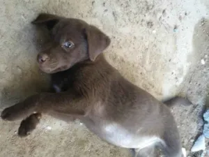 Cachorro raça Sem raça definida  idade 2 a 6 meses nome Valente 