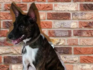 Cachorro raça Indefinido  idade 2 anos nome Comilão