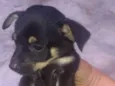 Bebês