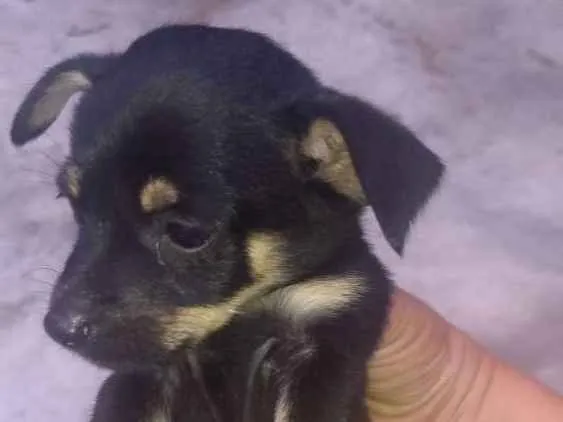 Cachorro ra a Vira latas idade Abaixo de 2 meses nome Bebês