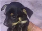 Cachorro raça Vira latas idade Abaixo de 2 meses nome Bebês