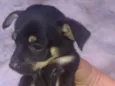 Bebês