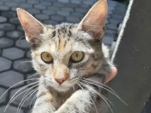 Gato raça Sem raça  idade 2 a 6 meses nome Sem nome