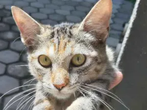 Gato raça Sem raça  idade 2 a 6 meses nome Sem nome