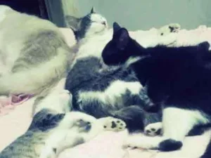 Gato raça Vira lata  idade Abaixo de 2 meses nome Sem nome 