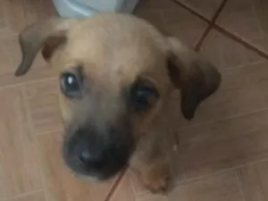 Cachorro raça Vira-lata idade 2 a 6 meses nome Mike