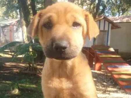 Cachorro ra a srd idade 2 a 6 meses nome Ceci