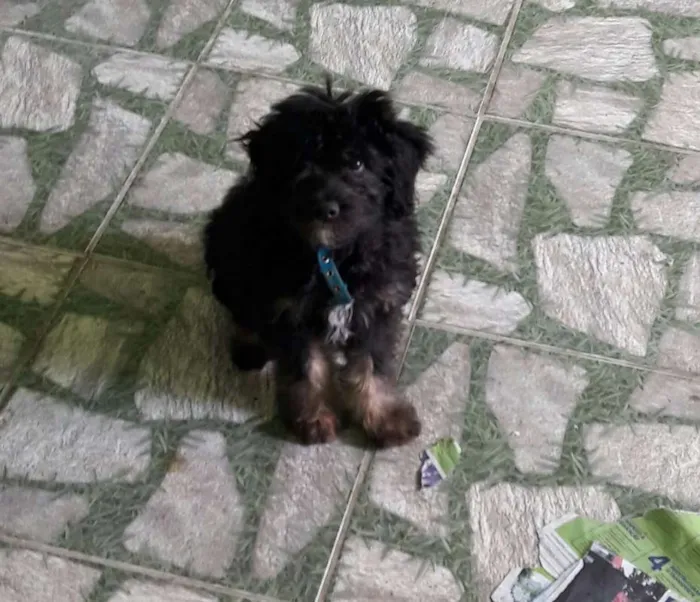Cachorro ra a SRD idade 2 anos nome Bolinha