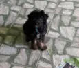 Bolinha