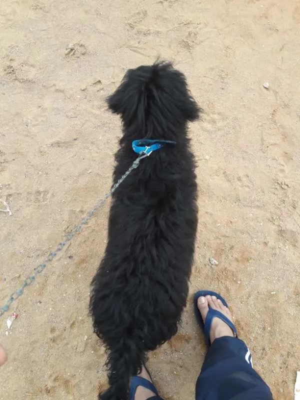 Cachorro ra a SRD idade 2 anos nome Bolinha